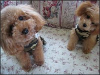 ����������񁕃��������