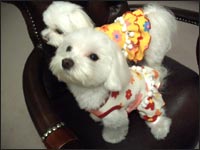 ���Ȃ�����񁕂��񂱂����