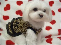 ���Ȃ������