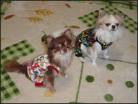 �V���R�����񁕃��X�e�B����