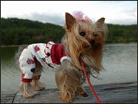 �ށX�����