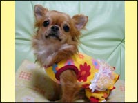 �p�s�R�����