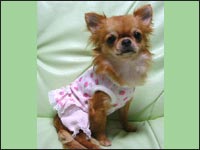 �p�s�R�����