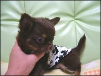 �s�[�^�[�p������