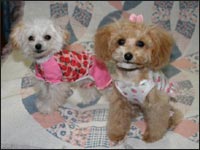 �m�A���񁕃s�m�����