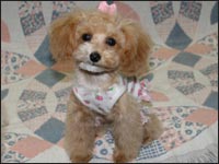 �s�m�����