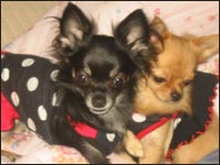 ��������񁕃A�C�����