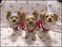 �܈��T����񁕗��������񁕊G�ڂ����