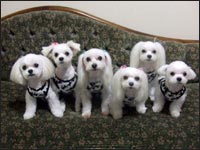 RIKU����EMOCA�����ESAM����EMELL�����ESORA����EKAI����