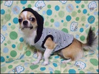 ����̂�������