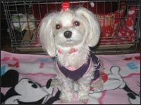 �A���i�����