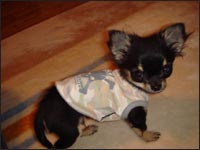 ��(�A�b�g)����