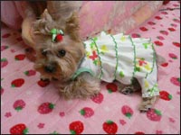 �V���R�������