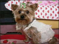 �V���R�������