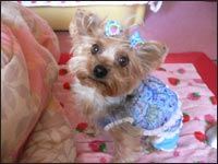 �V���R�������