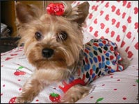 �V���R�������