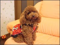 �n�C�W�����