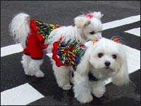 MELL�����&MOCA�����