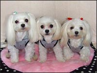 SORA����RIKU����MELL�����