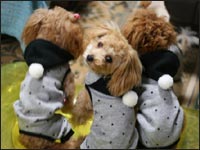 �~���g����񁕃s�m����񁕃��������