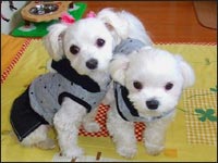 MOCA�����KAI����