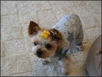 �s�[�^�[����