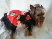 �v���b�c�����