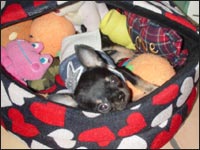 �v�b�`�����