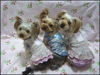 �܈��T����񁕗��������񁕊G�ڂ����