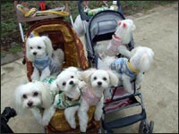 SAM����KAI����MOCA�����SORA����RIKU����MELL�����