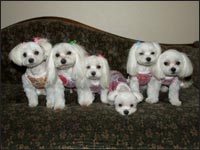 MOCA�����SAM����MELL�����KAI����SORA����RIKU����