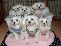 SORA����SAM����MELL�����KAI����RIKU����MOCA�����