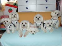 RIKA�����SORA����SAM����MELL�����RIKU����KAI����MOCA�����