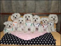 KAI����MOCA�����MELL�����SAM����RIKU����RIKA�����SORA����