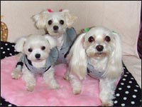 KAI����MOCA�����SAM����