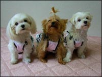 �T�[������񁕃`���b�s�[����񁕃~�j�[�����