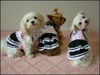 �T�[������񁕃`���b�s�[����񁕃~�j�[�����