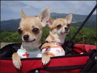 �ʂ���񁕓_�����