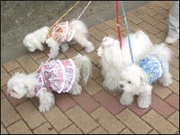 Nana����񁕂��Ȃ�����񁕂��񂱂����Vivi�����