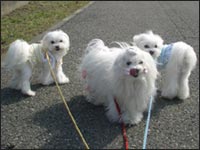 ���Ȃ������Vivi����񁕂��񂱂����