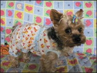 �V���R�������