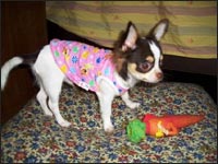 �ӂ�������