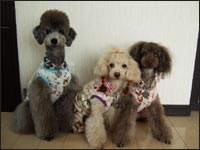 ���������񁕂ςƂ炿��񁕂Ђ݂������