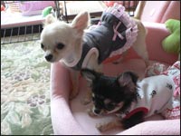 ����������񁕂��̂������