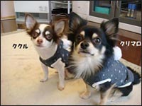 �N�N�����񁕃N���}������