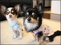 �N�N�����񁕃N���}������