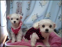 ���[�K����񁕃}���[�����