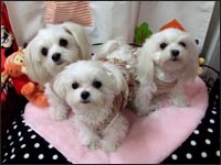 MOCA�����RIKA�����MELL�����