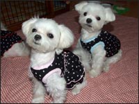 RIKA�����KAI����