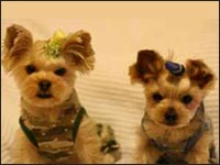 RiRi����񁕃s�[�^�[����